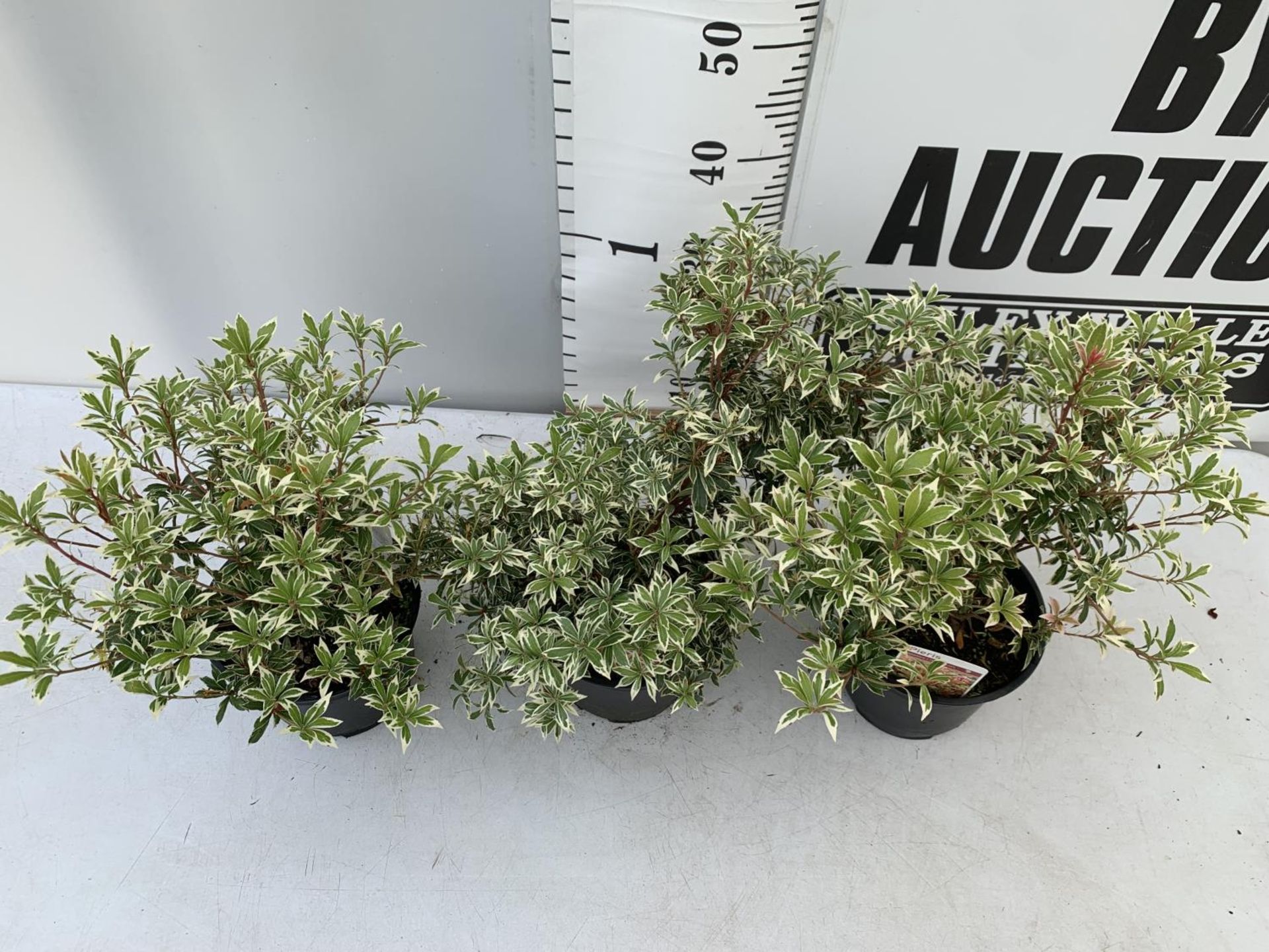 THREE PIERIS LITTLE HEATH 45CM TALL IN 2 LTR POTS TO BE SOLD FOR THE THREE PLUS VAT - Image 3 of 8