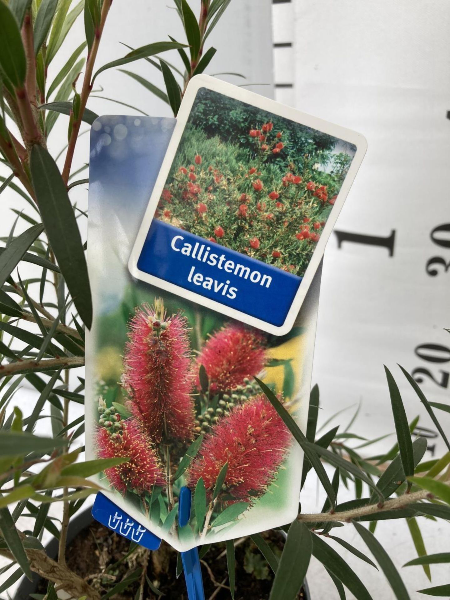 TWO CALLISTEMON LAEVIS IN 2 LTR POTS 50CM IN HEIGHT PLUS VAT TO BE SOLD FOR THE TWO - Image 4 of 5