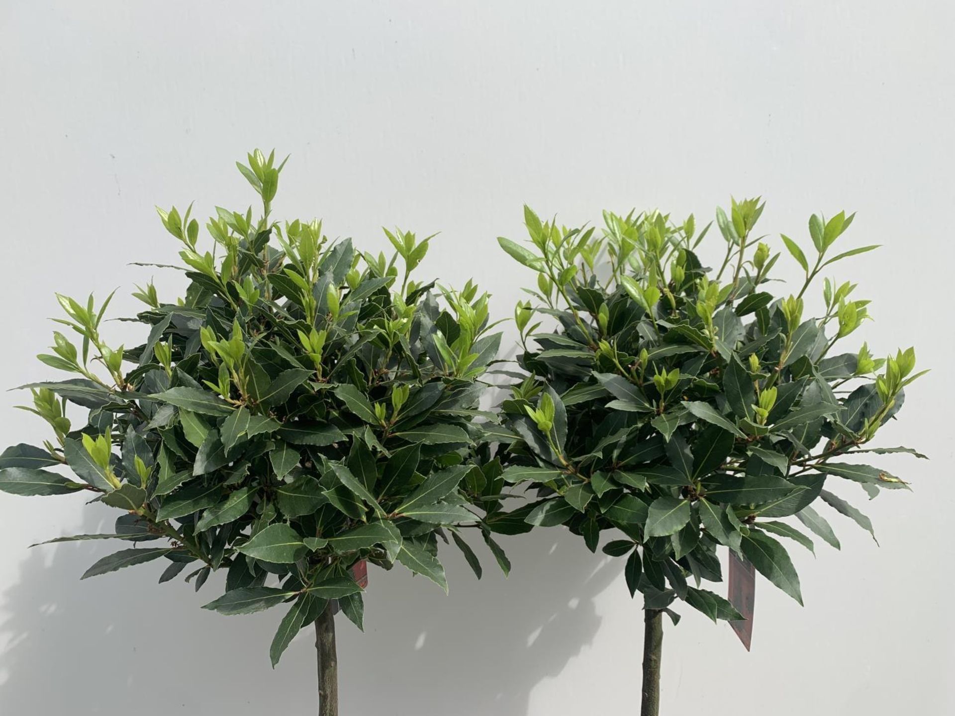 TWO STANDARD BAY TREES LAURUS NOBILIS APPROX 140CM IN HEIGHT IN 10 LTR POTS NO VAT TO BE SOLD FOR - Image 14 of 14