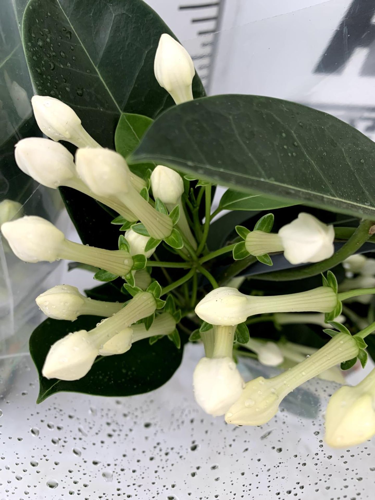 TWO STEPHANOTIS FLORIUNDA BOW GROWN ON A HOOP IN A 1 LTR POT PLUS VAT TO BE SOLD FOR THE TWO - Image 7 of 8