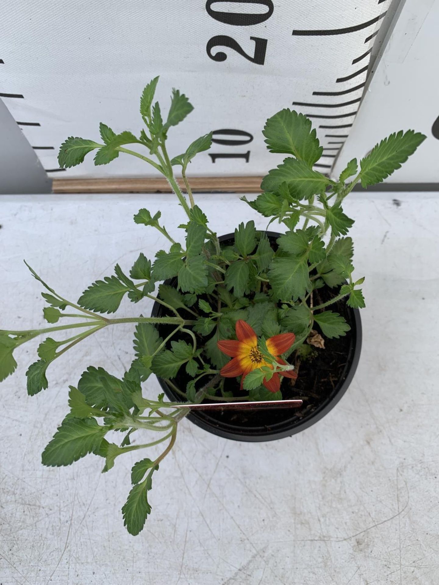 FIFTEEN BIDENS BRAZEN 'IMPERIAL LUCK' BASKET PLANTS ON A TRAY IN P9 POTS PLUS VAT TO BE SOLD FOR THE - Image 5 of 5