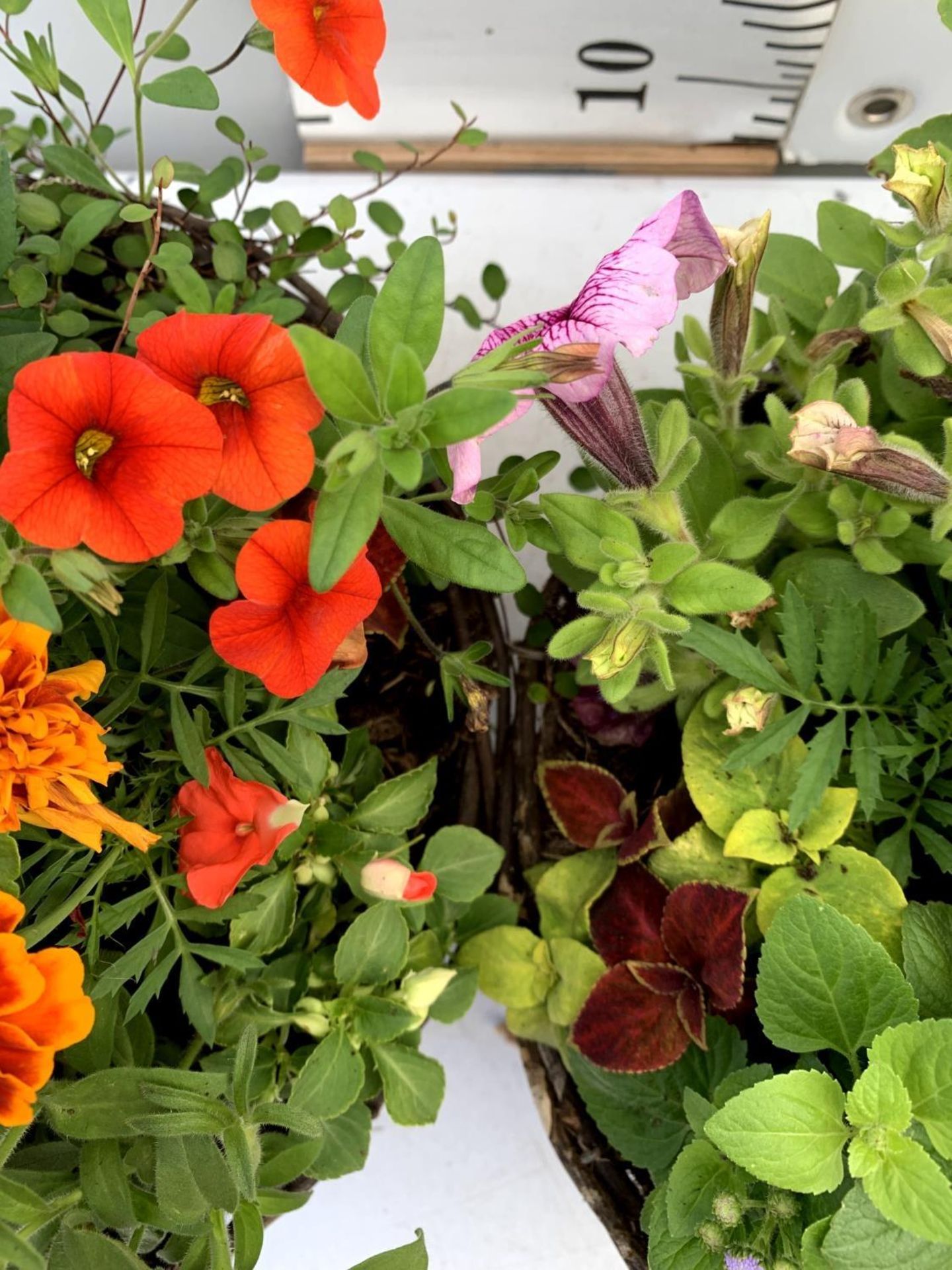 TWO WICKER HANGING BASKETS PLANTED WITH VARIOUS BEDDING PLANTS INCLUDING MARIGOLD PETUNIA VERBENA - Image 6 of 6