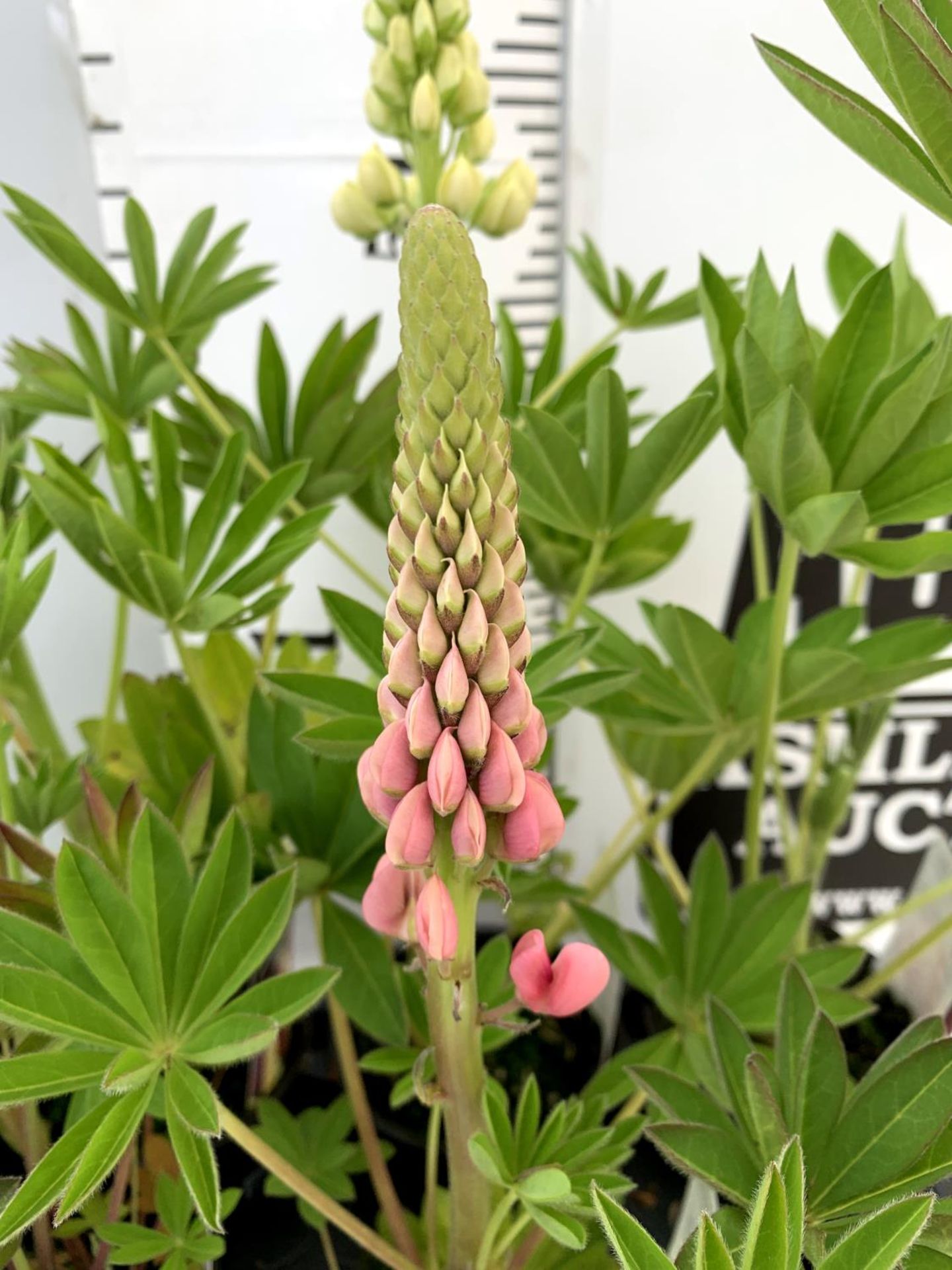 EIGHT LUPIN RUSSELLS IN MIXED COLOURS IN 1 LTR POTS APPROX 40-50CM IN HEIGHT PLUS VAT TO BE SOLD FOR - Image 5 of 9