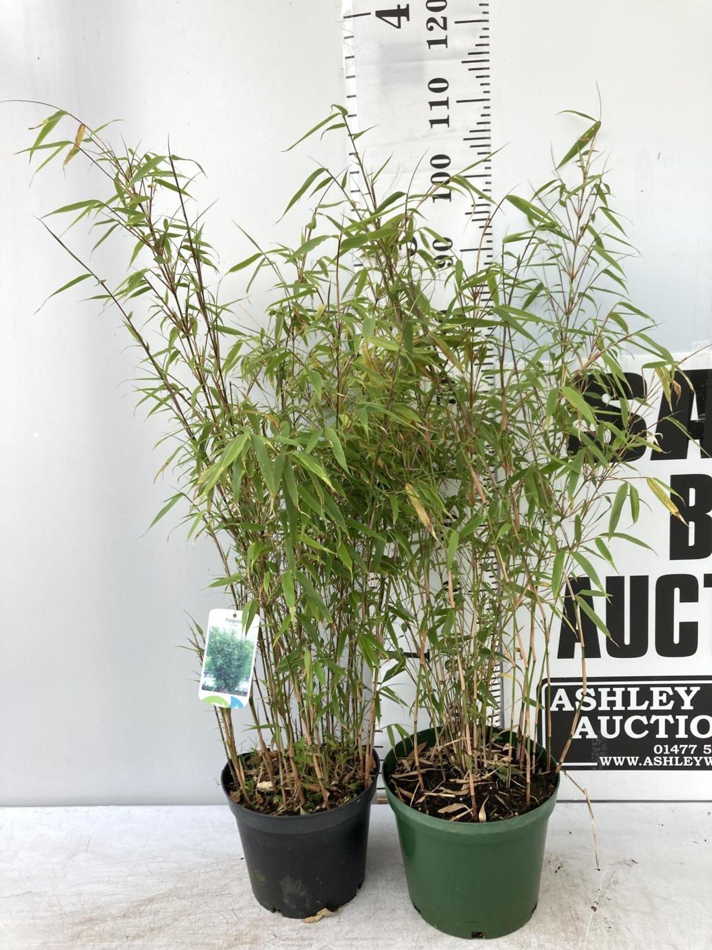 TWO BAMBOO FARGESIA 'NITIDA' APPROX 120CM IN HEIGHT IN 4 LTR POTS PLUS VAT TO BE SOLD FOR THE TWO - Image 2 of 6