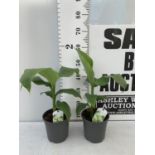 TWO MUSA BASJOO BANANA PLANTS IN 2 LTR POTS 50CM TALL TO BE SOLD FOR THE TWO NO VAT