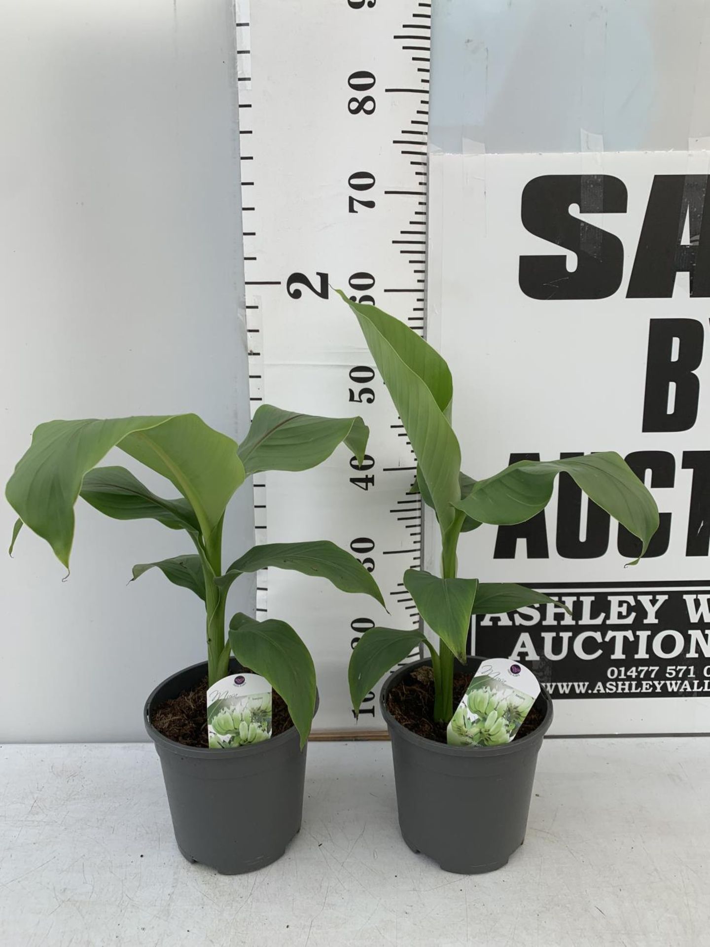 TWO MUSA BASJOO BANANA PLANTS IN 2 LTR POTS 50CM TALL TO BE SOLD FOR THE TWO NO VAT