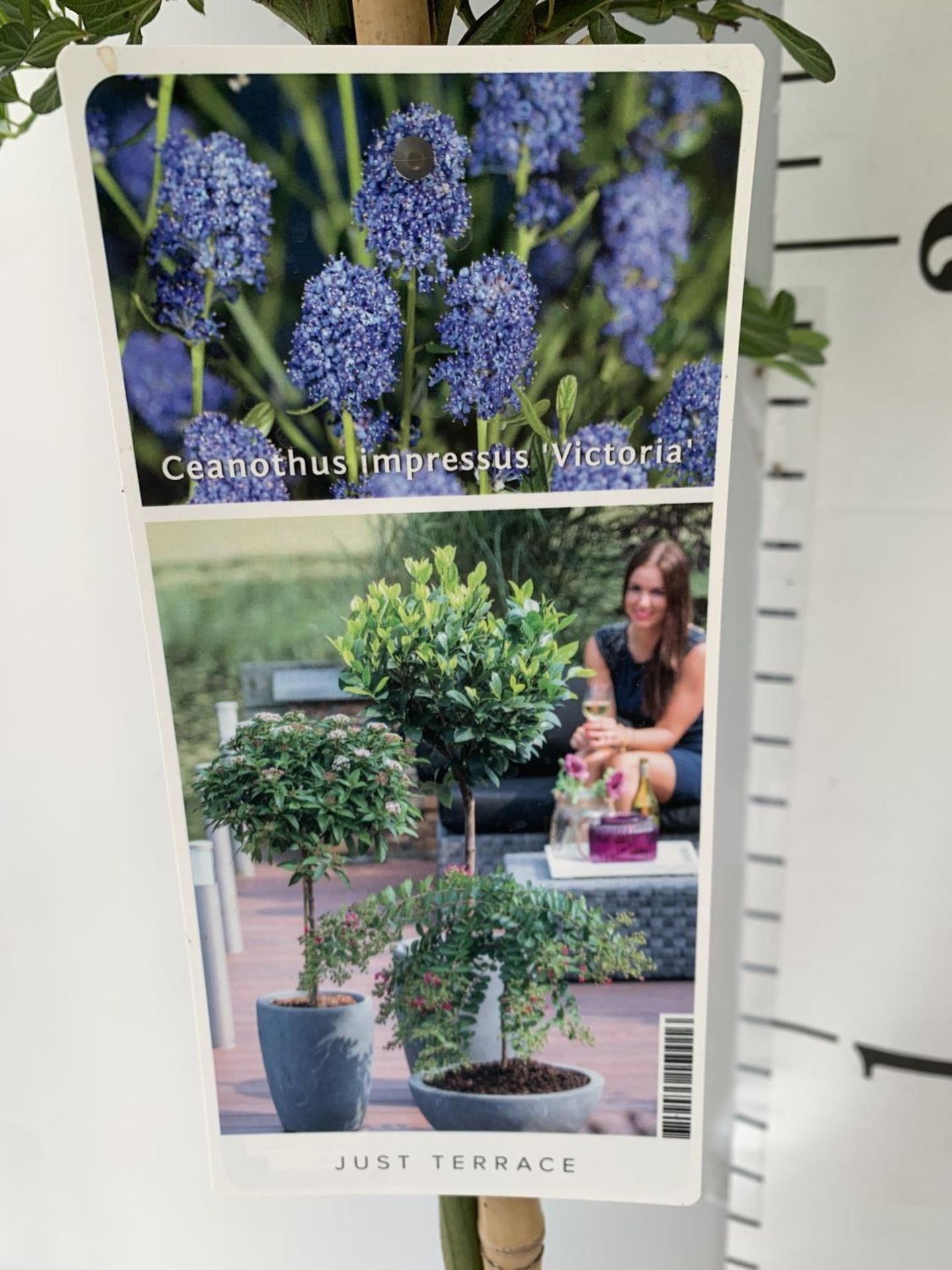 TWO CEANOTHUS IMPRESSUS STANDARD TREES 'VICTORIA' IN FLOWER APPROX A METRE IN HEIGHT IN 3 LTR POTS - Image 8 of 8