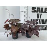 TWO PURPLE HEUCHERA 'CARNIVAL' IN 2 LTR POTS HEIGHT 45CM PLUS VAT TO BE SOLD FOR THE TWO