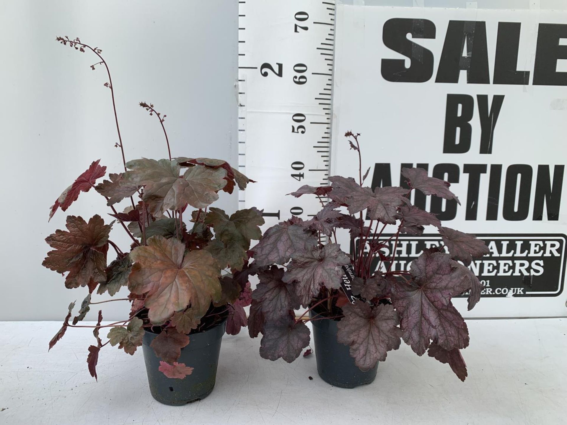 TWO PURPLE HEUCHERA 'CARNIVAL' IN 2 LTR POTS HEIGHT 45CM PLUS VAT TO BE SOLD FOR THE TWO