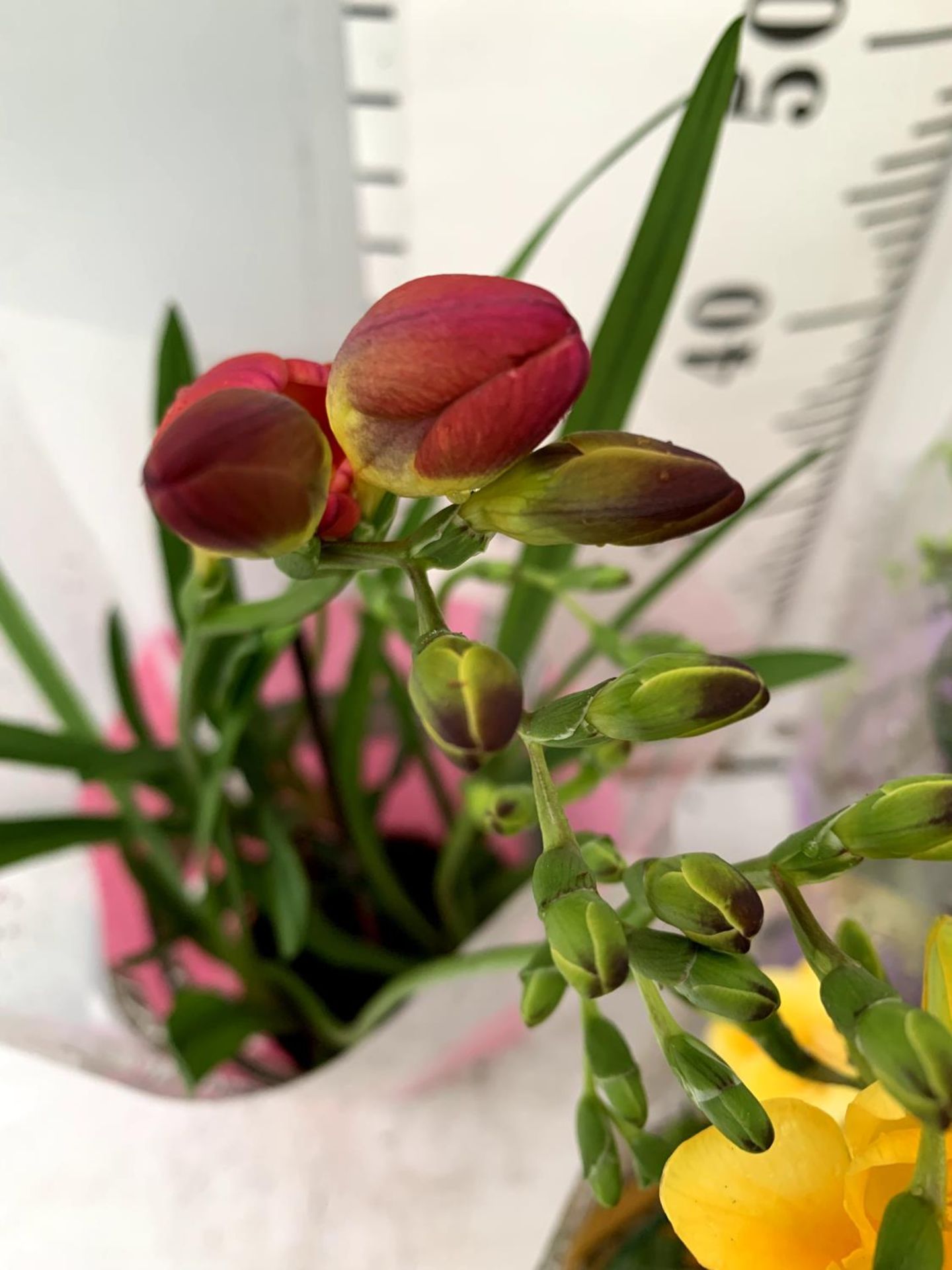 THREE FREESIA NANO PLANTS IN YELLOW RED AND PURPLE IN A CIRCULAR FRAME APPROX 60CM IN HEIGHT IN 1 - Image 5 of 12