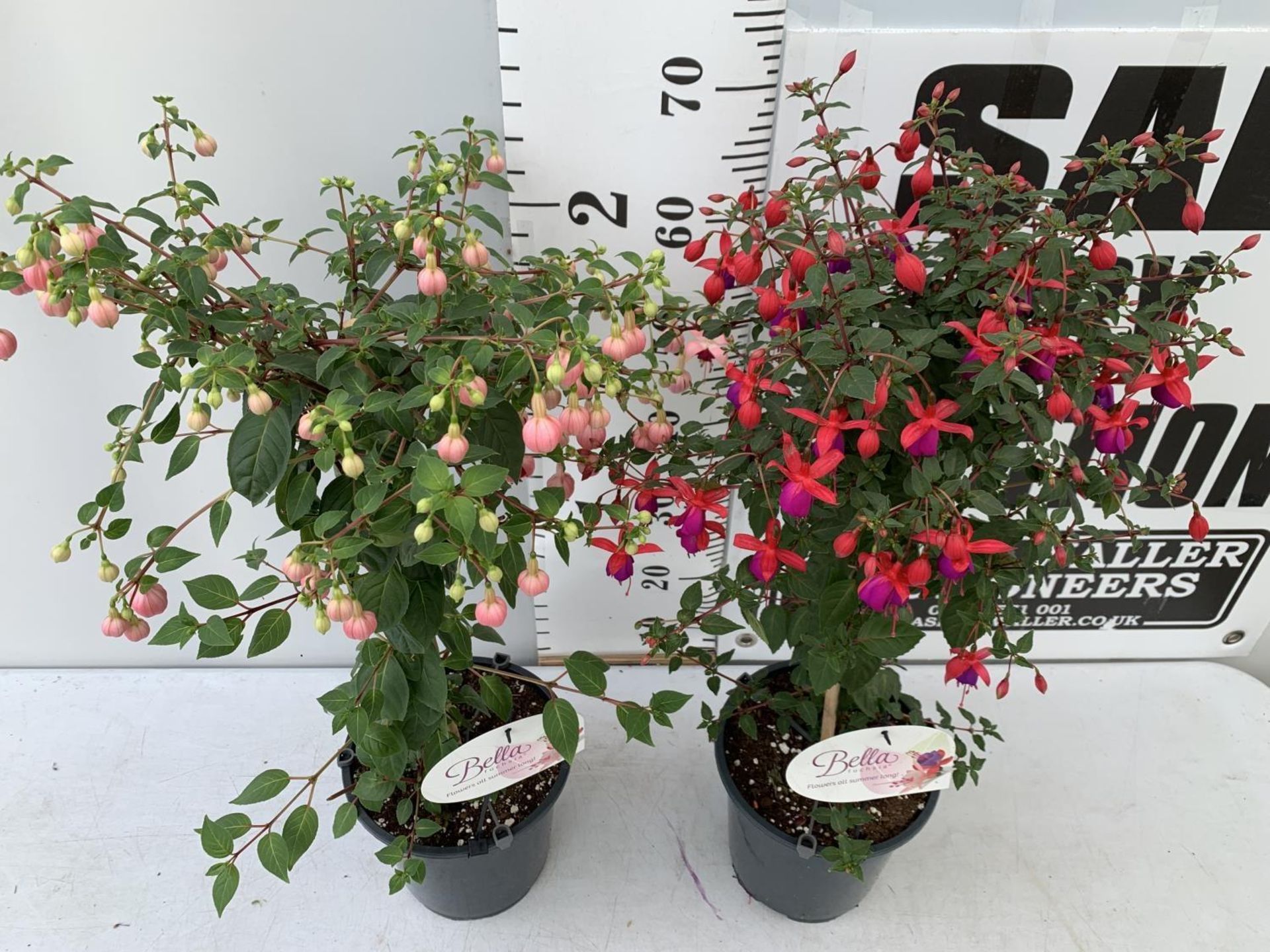 TWO BELLA STANDARD FUCHSIA IN A 3 LTR POTS 70CM -80CM TALL TO BE SOLD FOR THE TWO PLUS VAT - Image 4 of 8