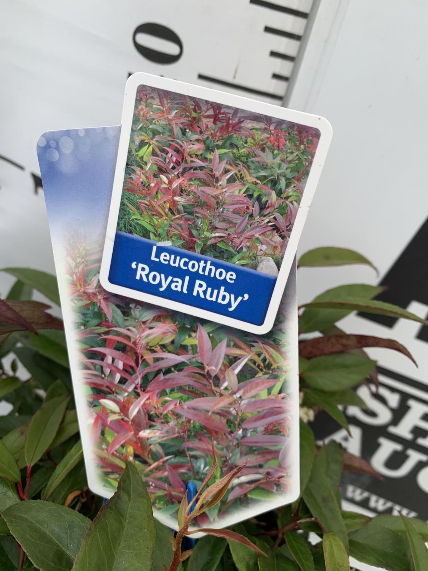 TWO LEUCOTHOE 'ROYAL RUBY' AND 'BURNING LOVE' IN 2 LTR POTS 35CM TALL PLUS VAT TO BE SOLD FOR THE - Image 10 of 12