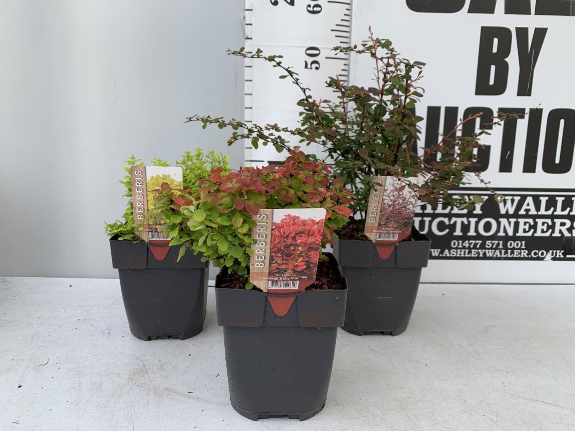 THREE ASSORTED BERBERIS THUNBERGII 'HARLEQUIN, TINY GOLD AND RUBY STAR' IN 2 LTR POTS PLUS VAT - Image 2 of 12
