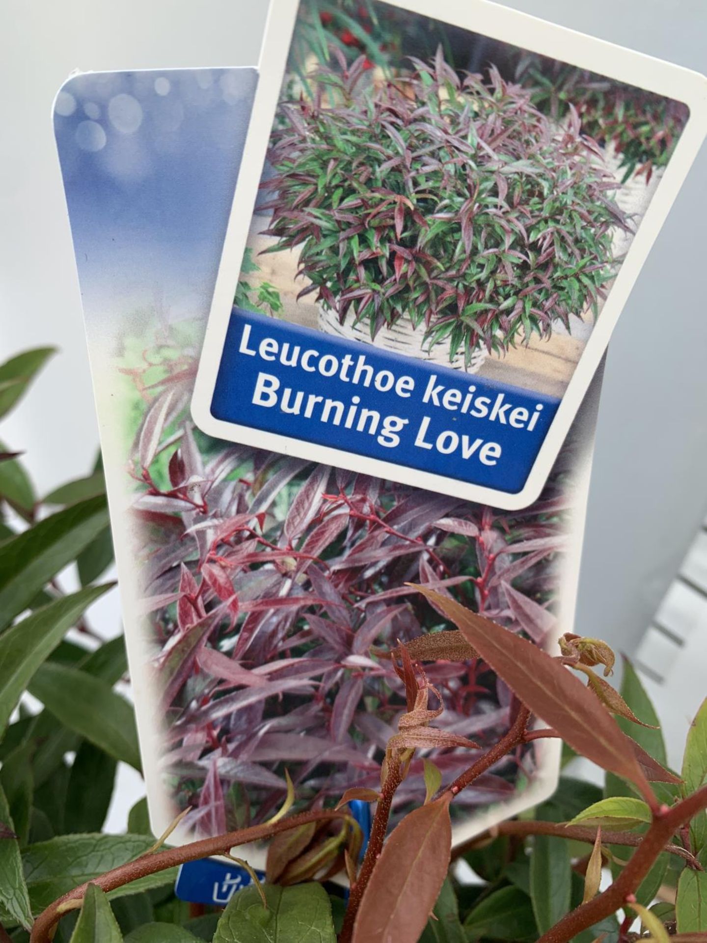 TWO LEUCOTHOE 'ROYAL RUBY' AND 'BURNING LOVE' IN 2 LTR POTS 35CM TALL PLUS VAT TO BE SOLD FOR THE - Image 11 of 12