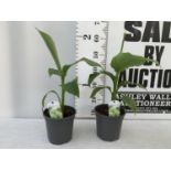 TWO MUSA BASJOO BANANA PLANTS IN 2 LTR POTS 55CM TALL TO BE SOLD FOR THE TWO NO VAT