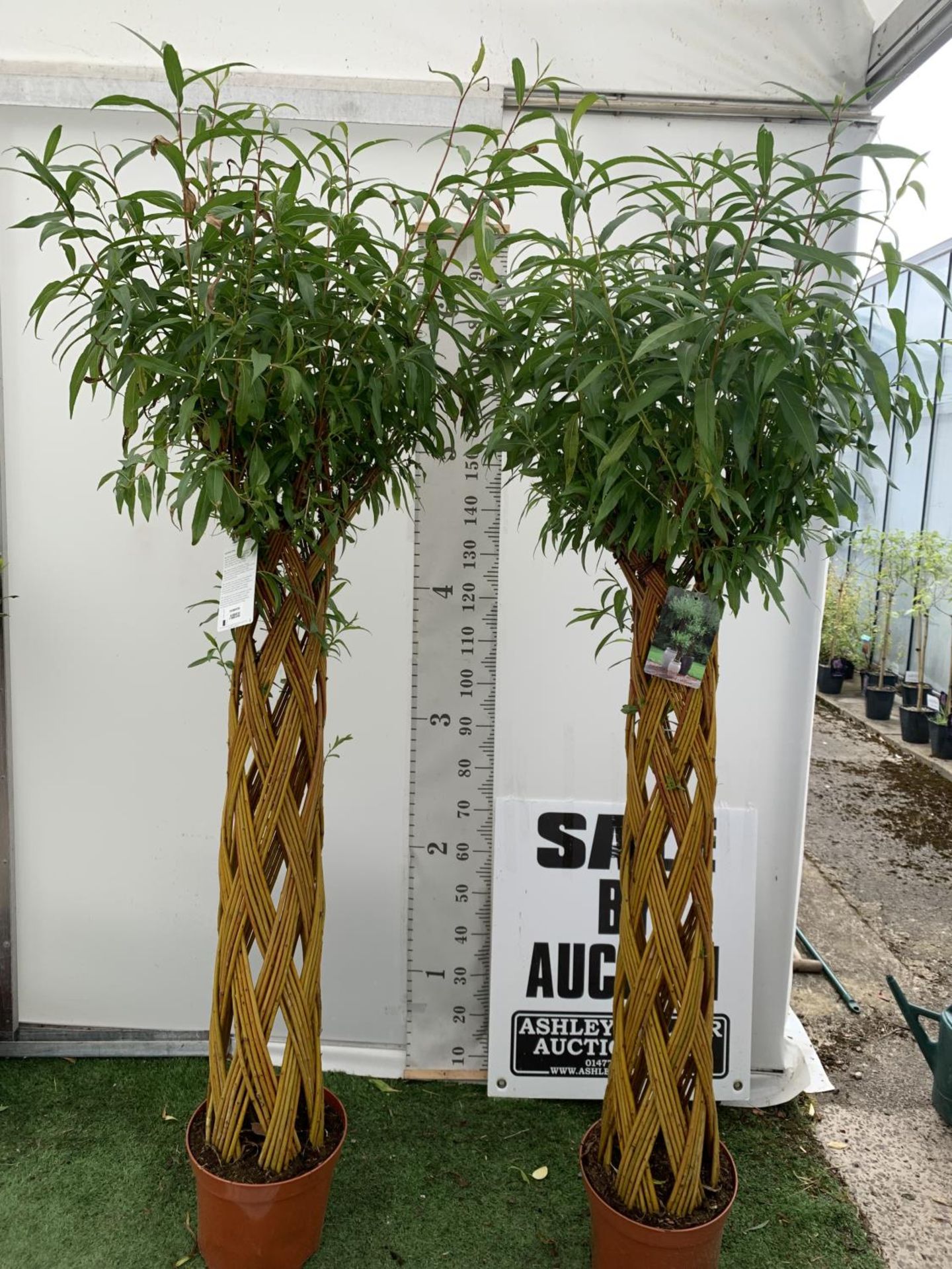 TWO SALIX LIVING WILLOW TREES IN 7.5 LTR POTS OVER 2 METRES IN HEIGHT TO BE SOLD FOR THE TWO PLUS - Image 3 of 22