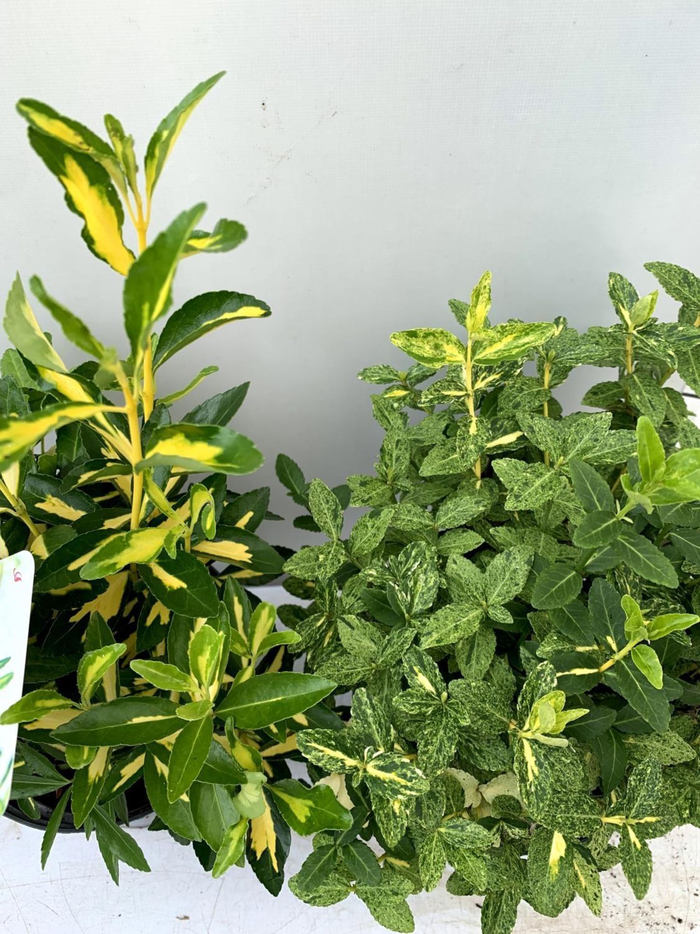 TWO EUONYMOUS FORTUNA 'GOLDEN HARLEQUIN' AND JAPONICA ' GOLD QUEEN' IN 2 LTR POTS APPROX 40CM- - Image 6 of 10