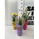 THREE FREESIA NANO PLANTS IN YELLOW RED AND PURPLE IN A CIRCULAR FRAME APPROX 60CM IN HEIGHT IN 1