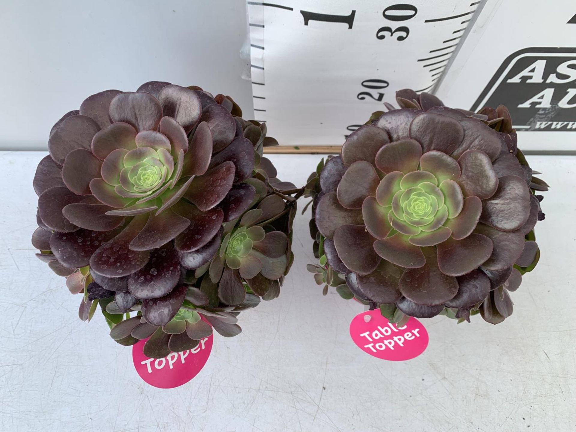 TWO AEONIUM ARBOREUM VELOURS IN 1 LTR POTS 30CM IN HEIGHT PLUS VAT TO BE SOLD FOR THE TWO - Image 3 of 10