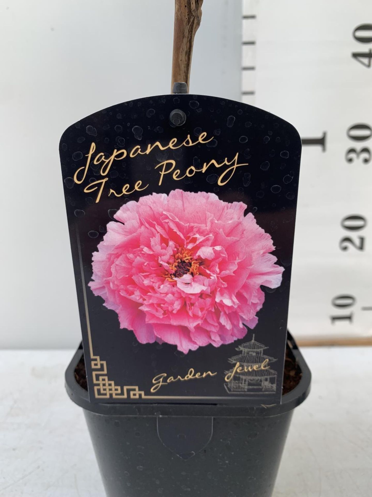 TWO JAPANESE TREE PEONIES PINK AND LIGHT PINK IN 1 LTR POTS HEIGHT 60CM PLUS VAT TO BE SOLD FOR - Image 10 of 10