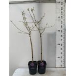 TWO PURPLE CALLICARPA STANDARD TREES BODINIERI PROFUSION IN 4 LTR POTS 140CM IN HEIGHT PLUS VAT TO
