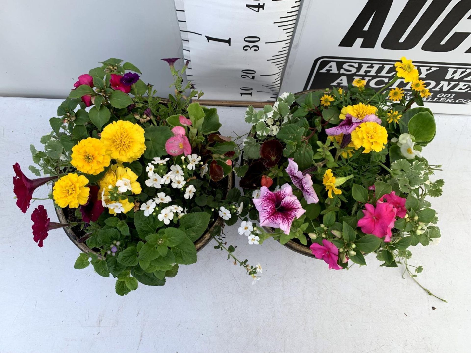 TWO LARGE TUBS PLANTED WITH VARIOUS PLANTS INC MARIGOLDS PETUNIAS FUCHSIA BACOPA ETC IN 10 LTR - Image 4 of 8