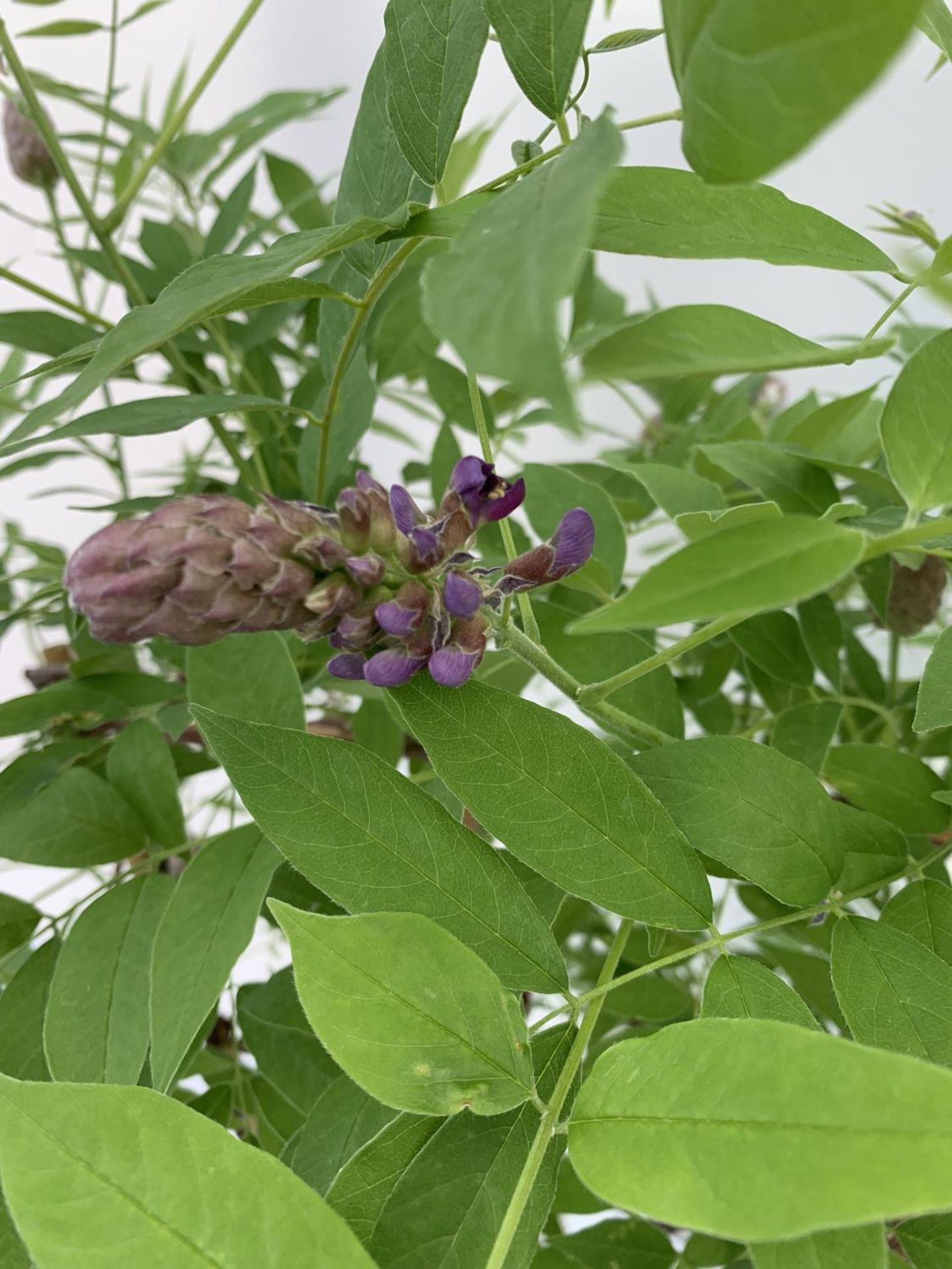 A WISTERIA AMETHYST FALLS ON A FRAME PATIO READY IN A 3 LTR POT 95CM TALL PLUS VAT - Image 5 of 8