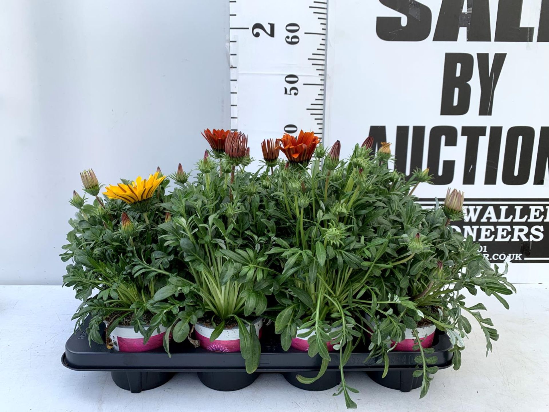 EIGHT GAZANIA RIGENS BIG KISS IN MIXED COLOURS IN ONE LTR POTS 30CM IN HEIGHT ON A TRAY PLUS VAT