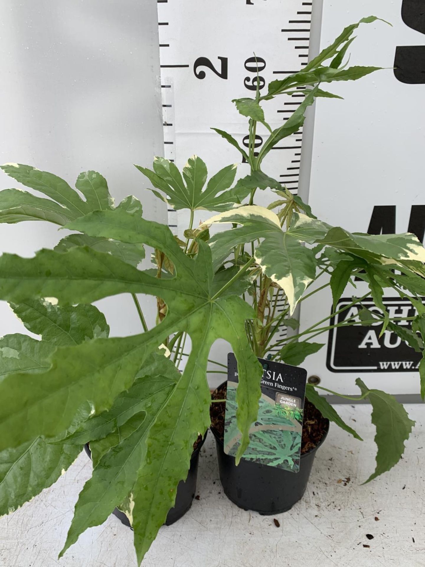 TWO FATSIA JAPONICA VARIEGATA AND FATSIA POLYCARPA 'GREEN FINGERS' IN 2 LTR POTS 50CM TALL PLUS