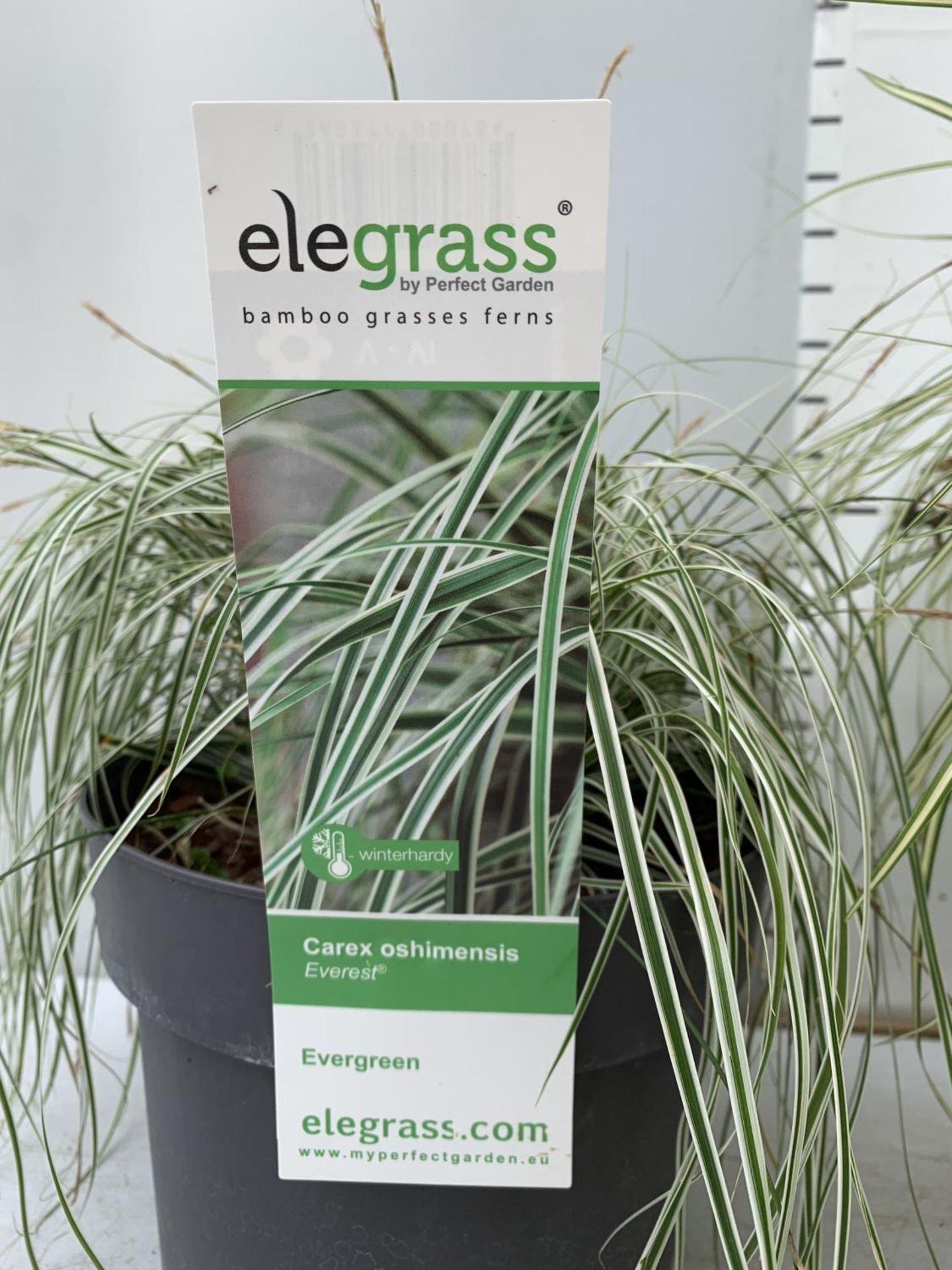 TWO HARDY ORNAMENTAL GRASSES CAREX 'EVERGOLD' AND 'EVEREST' IN 3 LTR POTS APPROX 40CM IN HEIGHT PLUS - Image 9 of 12