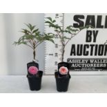 TWO JAPANESE TREE PEONIES PINK AND LIGHT PINK IN 1 LTR POTS HEIGHT 60CM PLUS VAT TO BE SOLD FOR