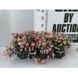 NINE FUCHSIA BELLA IN 20CM POTS 20-30CM TALL TO BE SOLD FOR THE NINE PLUS VAT