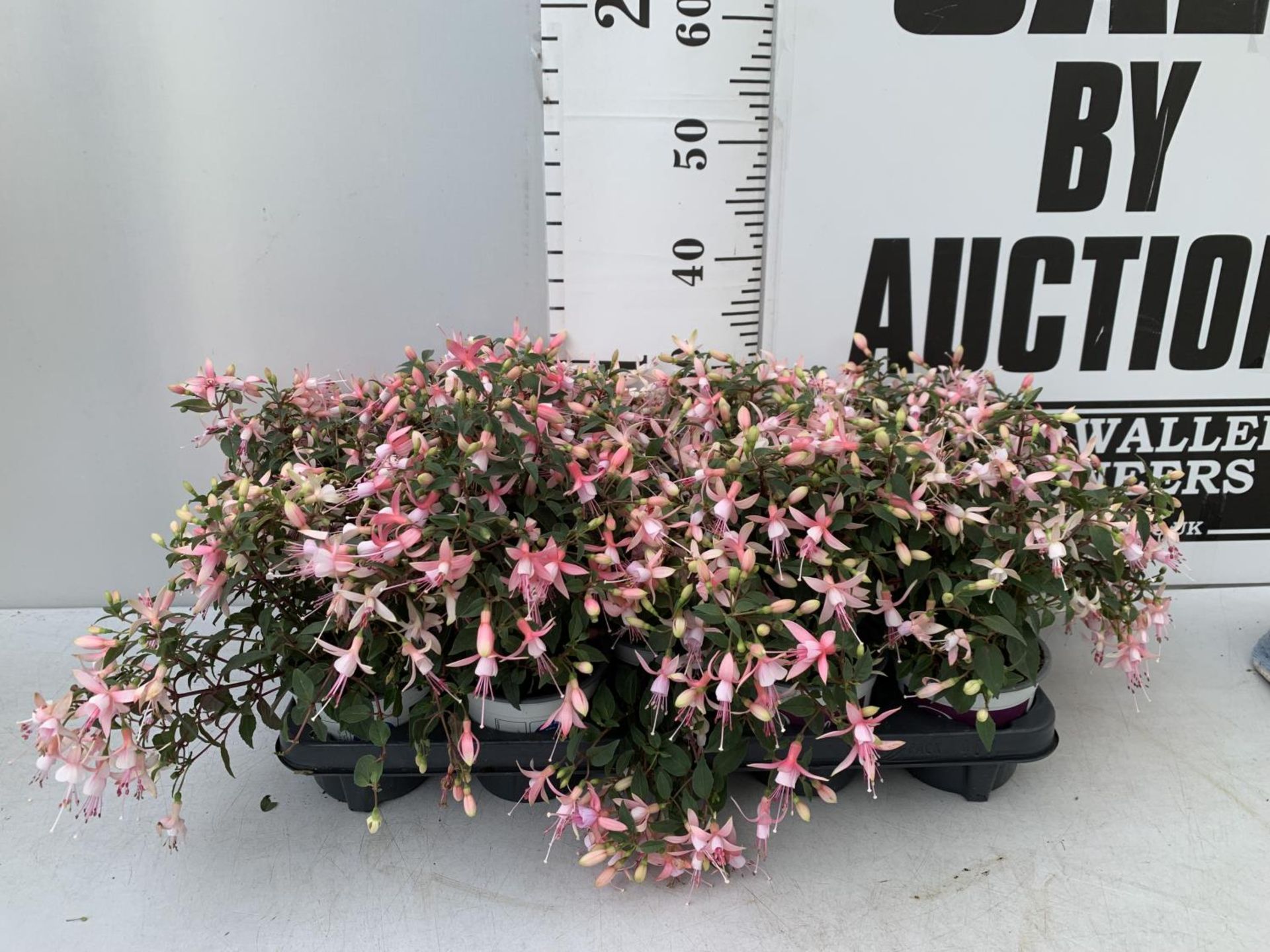 NINE FUCHSIA BELLA IN 20CM POTS 20-30CM TALL TO BE SOLD FOR THE NINE PLUS VAT