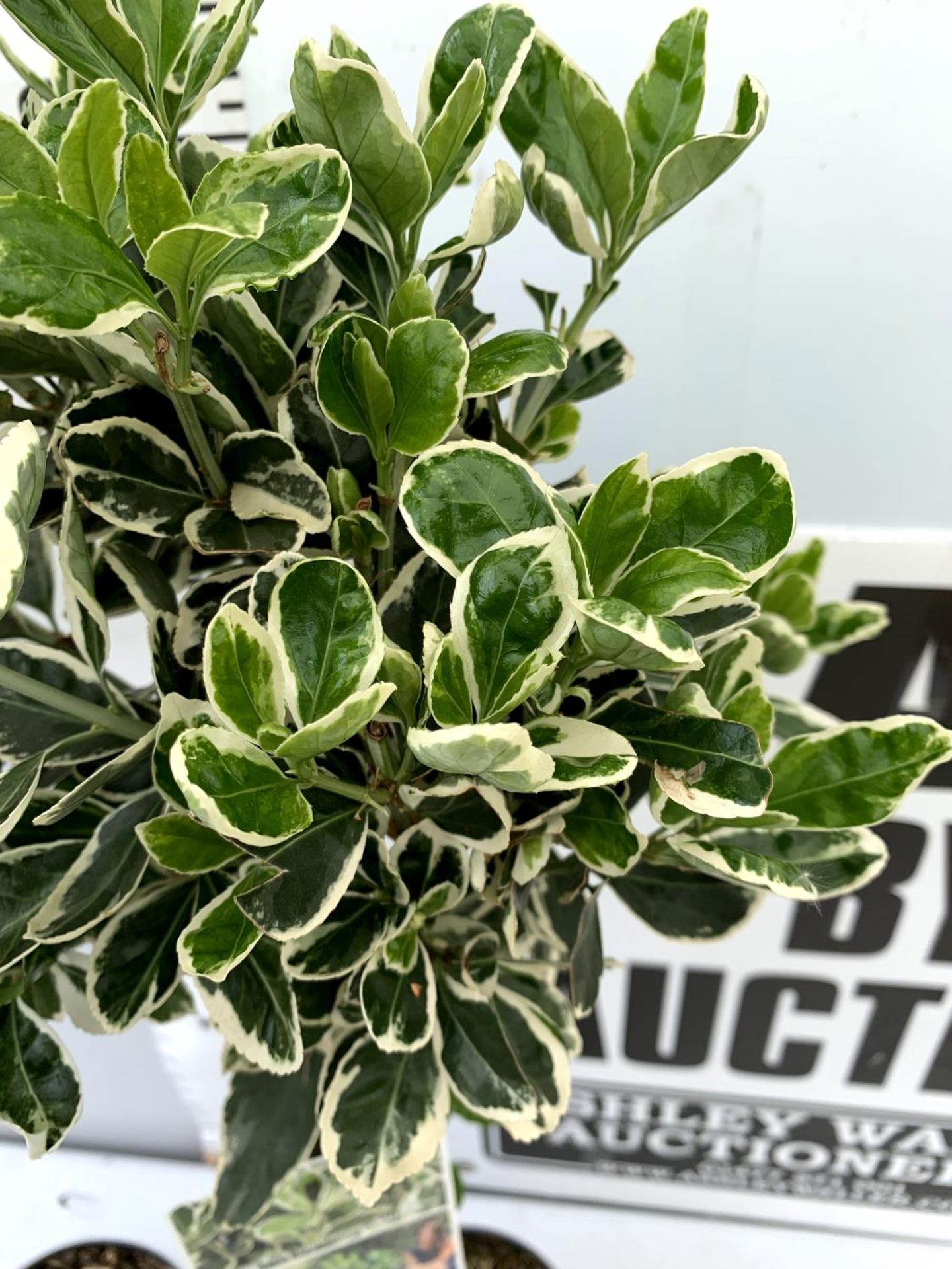 TWO STANDARD EUONYMUS JAPONICUS 'KATHY' IN 3 LTR POTS 110CM IN HEIGHT PLUS VAT TO BE SOLD FOR THE - Image 5 of 8