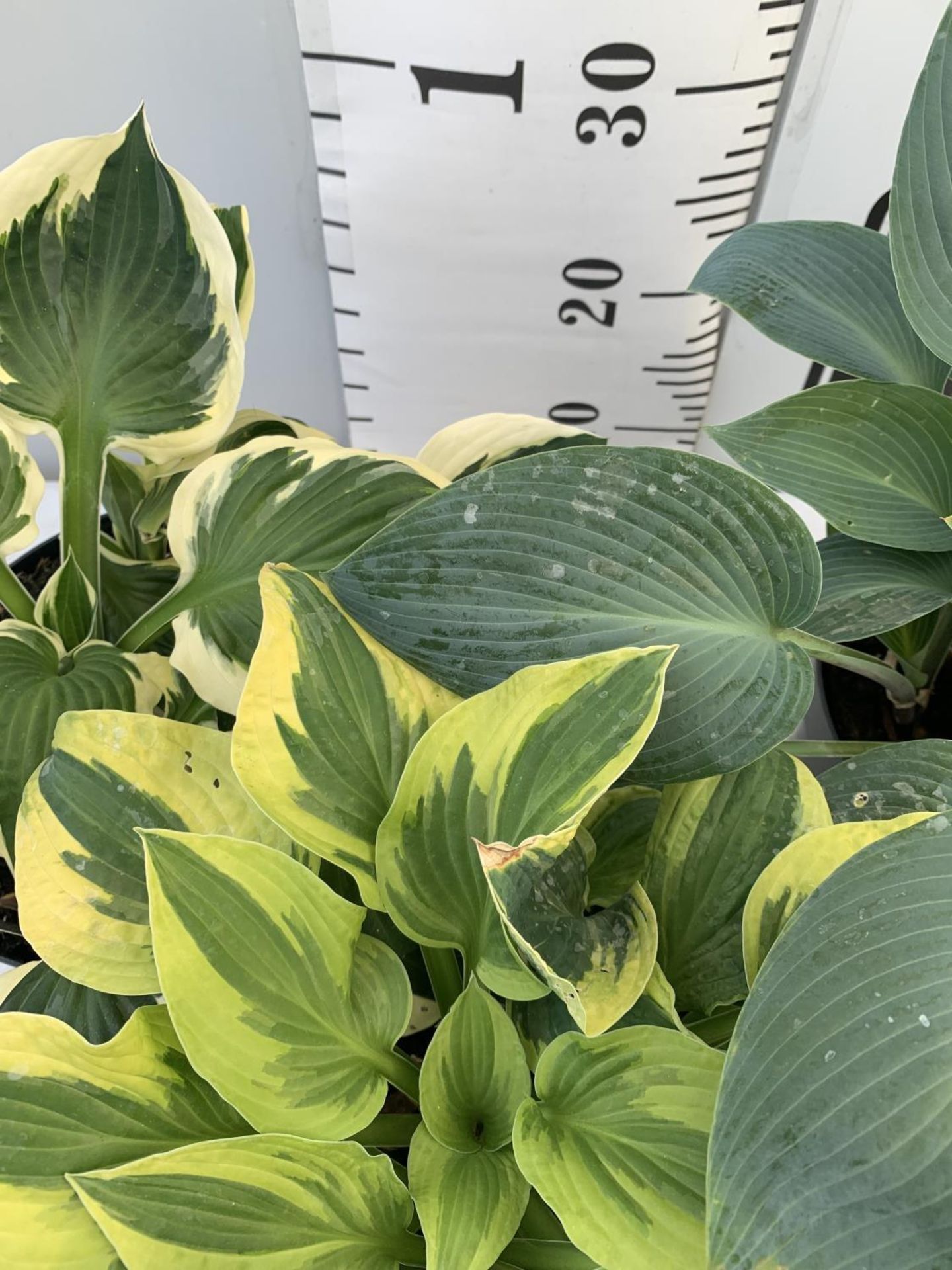 THREE MIXED VARIETY HOSTAS TO INCLUDE WIDE BRIM, HALCYON AND PATRIOT IN 3 LTR POTS 30CM TALL TO BE - Image 8 of 14