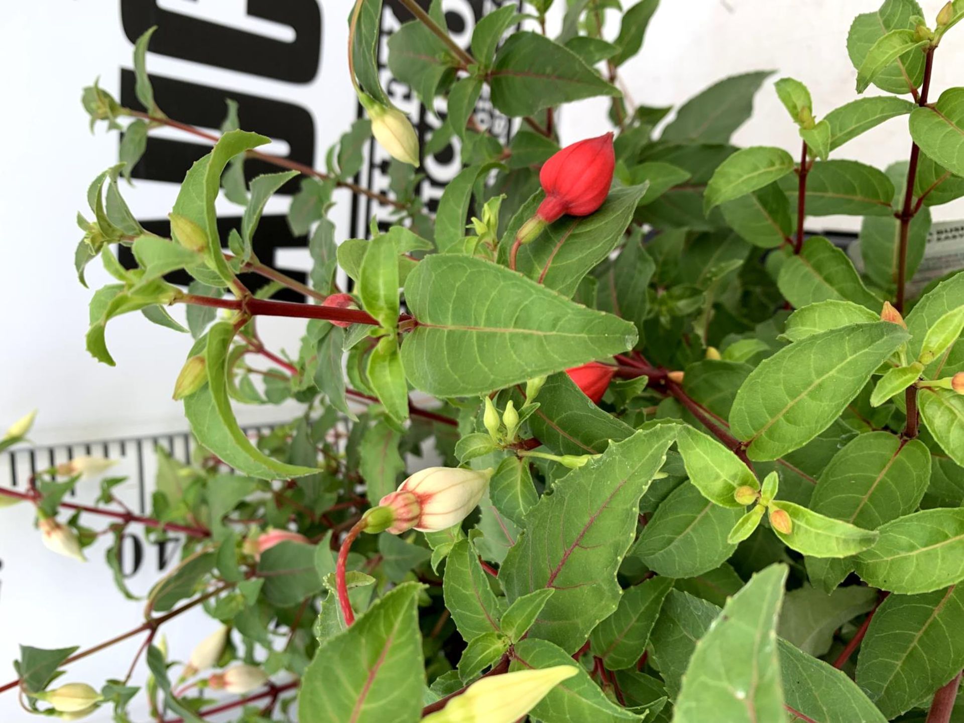 EIGHT FUCHSIA BUSH 'ETERNITY' AND 'NICE AND EASY' IN 1 LTR POTS ON A TRAY PLUS VAT TO BE SOLD FOR - Image 5 of 10