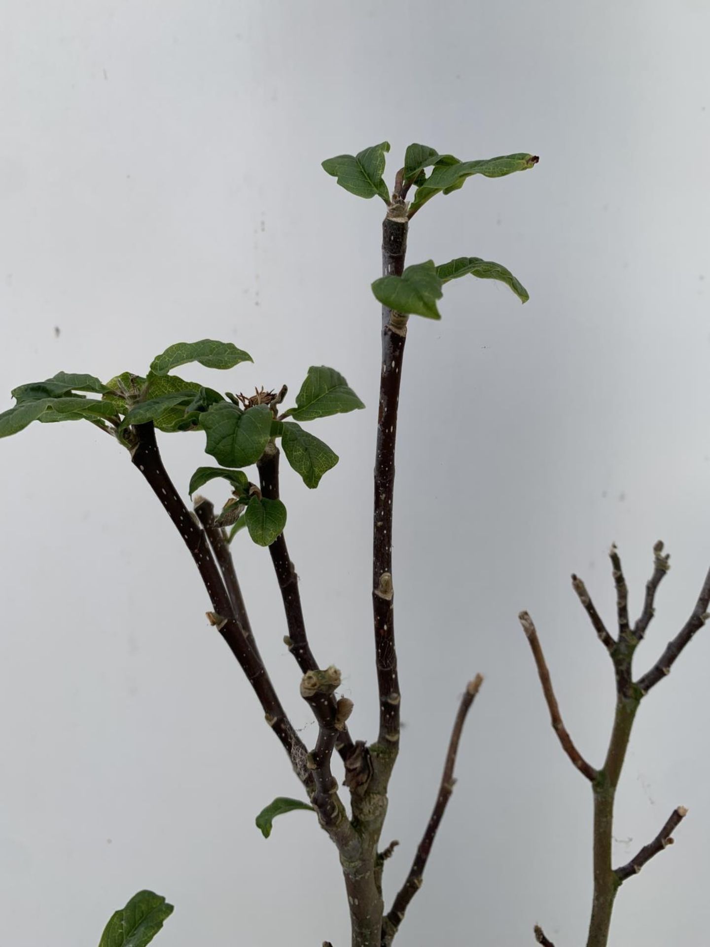 ONE MAGNOLIA 'SUSAN' DARK PINK IN A 7 LTR POT APPROX 110CM IN HEIGHT PLUS VAT - Image 6 of 10