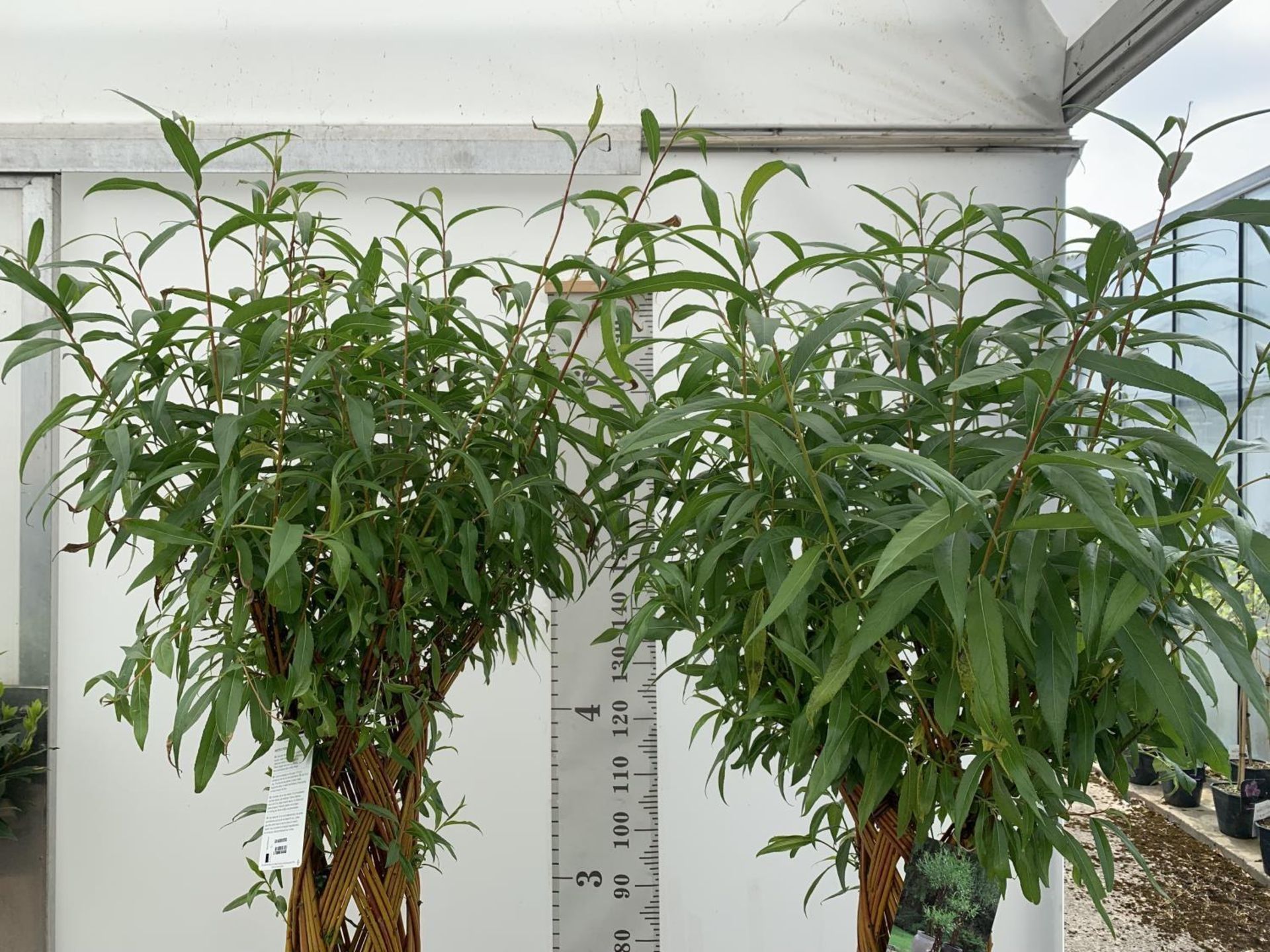 TWO SALIX LIVING WILLOW TREES IN 7.5 LTR POTS OVER 2 METRES IN HEIGHT TO BE SOLD FOR THE TWO PLUS - Image 8 of 22