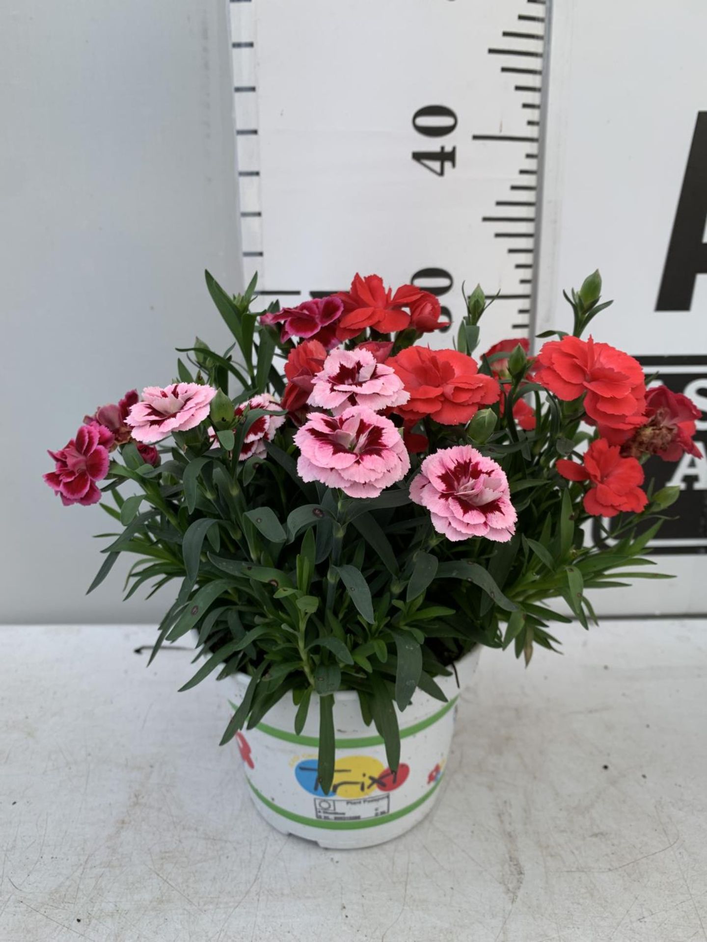 SIX POTS OF DIANTHUS TRIO MIXED WITH THREE VARIETIES IN EACH POT SIZE P15 HEIGHT 30CM TO BE SOLD FOR - Bild 7 aus 8