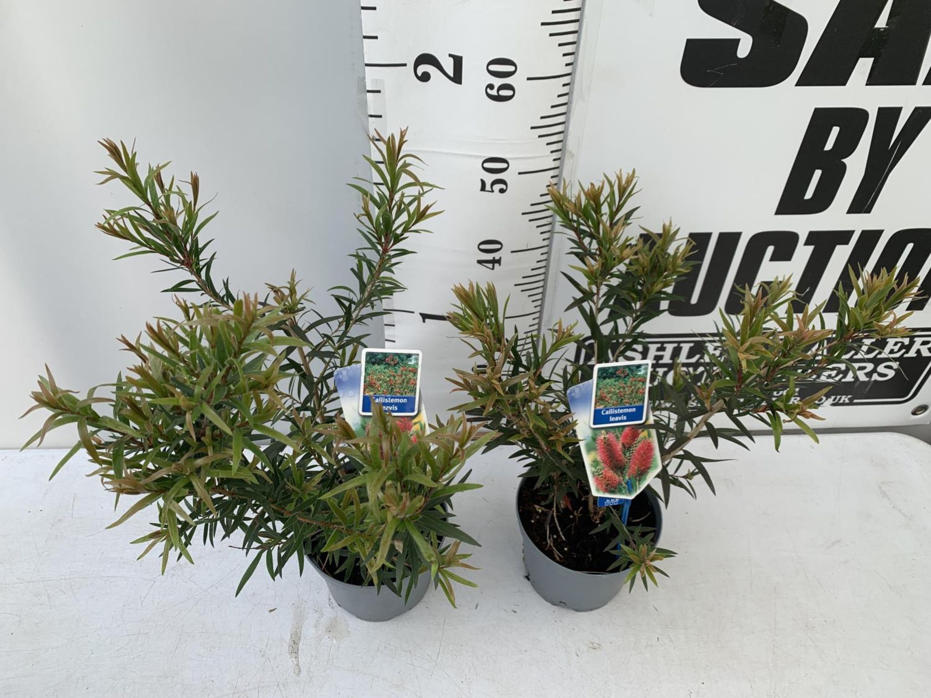 TWO CALLISTEMON LAEVIS IN 2 LTR POTS 50CM IN HEIGHT PLUS VAT TO BE SOLD FOR THE TWO - Image 3 of 6