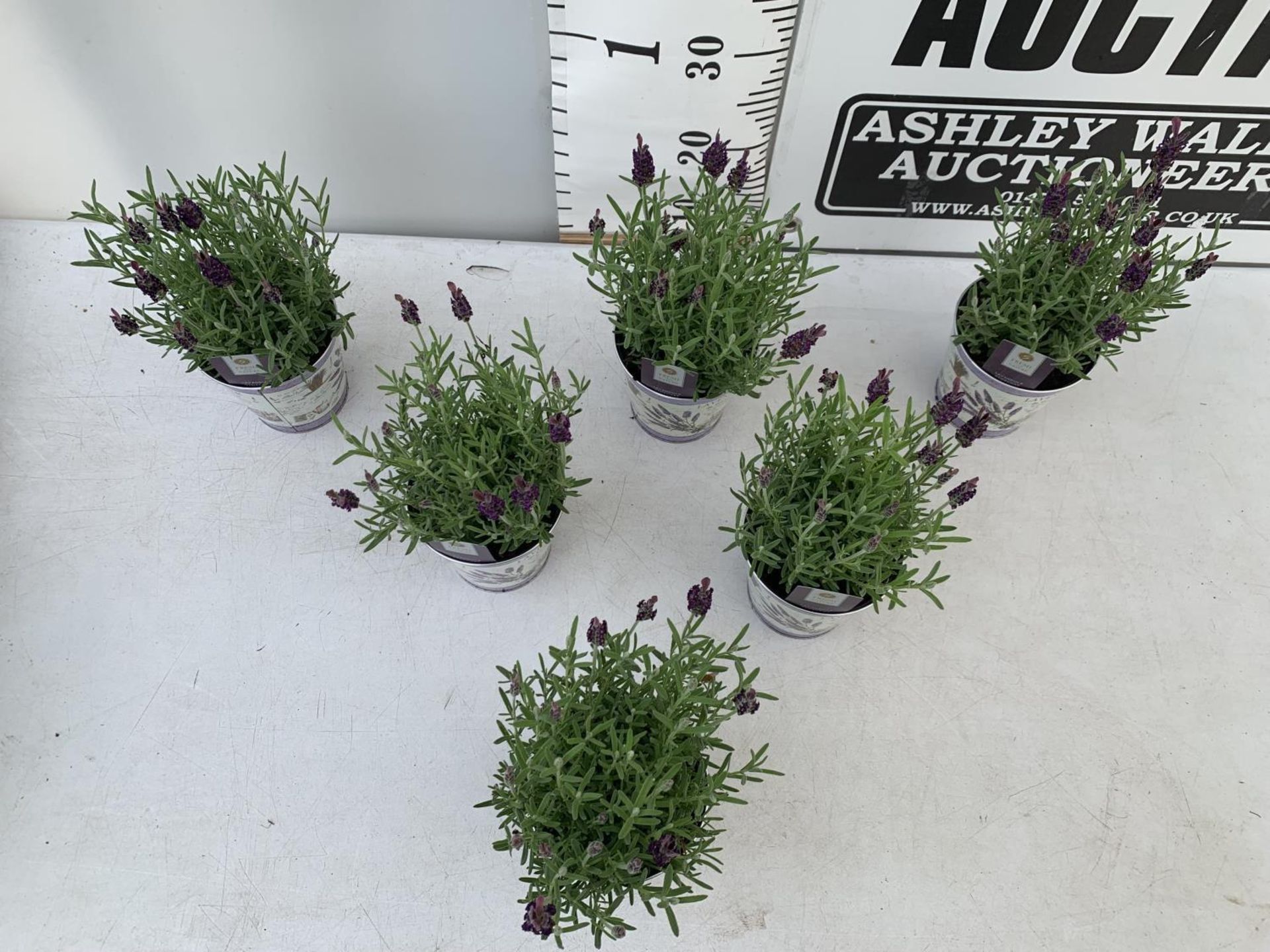SIX LAVENDULA LAVENDER ST ANOUK COLLECTION IN DECORATIVE METAL POTS TO BE SOLD FOR THE SIX NO VAT - Image 4 of 8