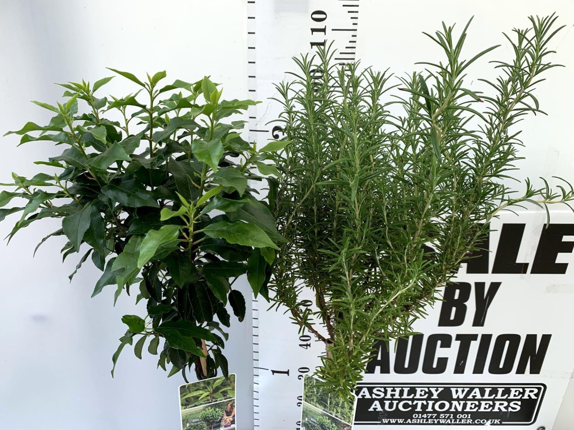 ONE ROSEMARY OFFICINALIS AND ONE PRUNUS LUSITANICA 'AUGUSTIFOLIA' STANDARD TREES APPROX 120CM- 130CM - Image 4 of 12