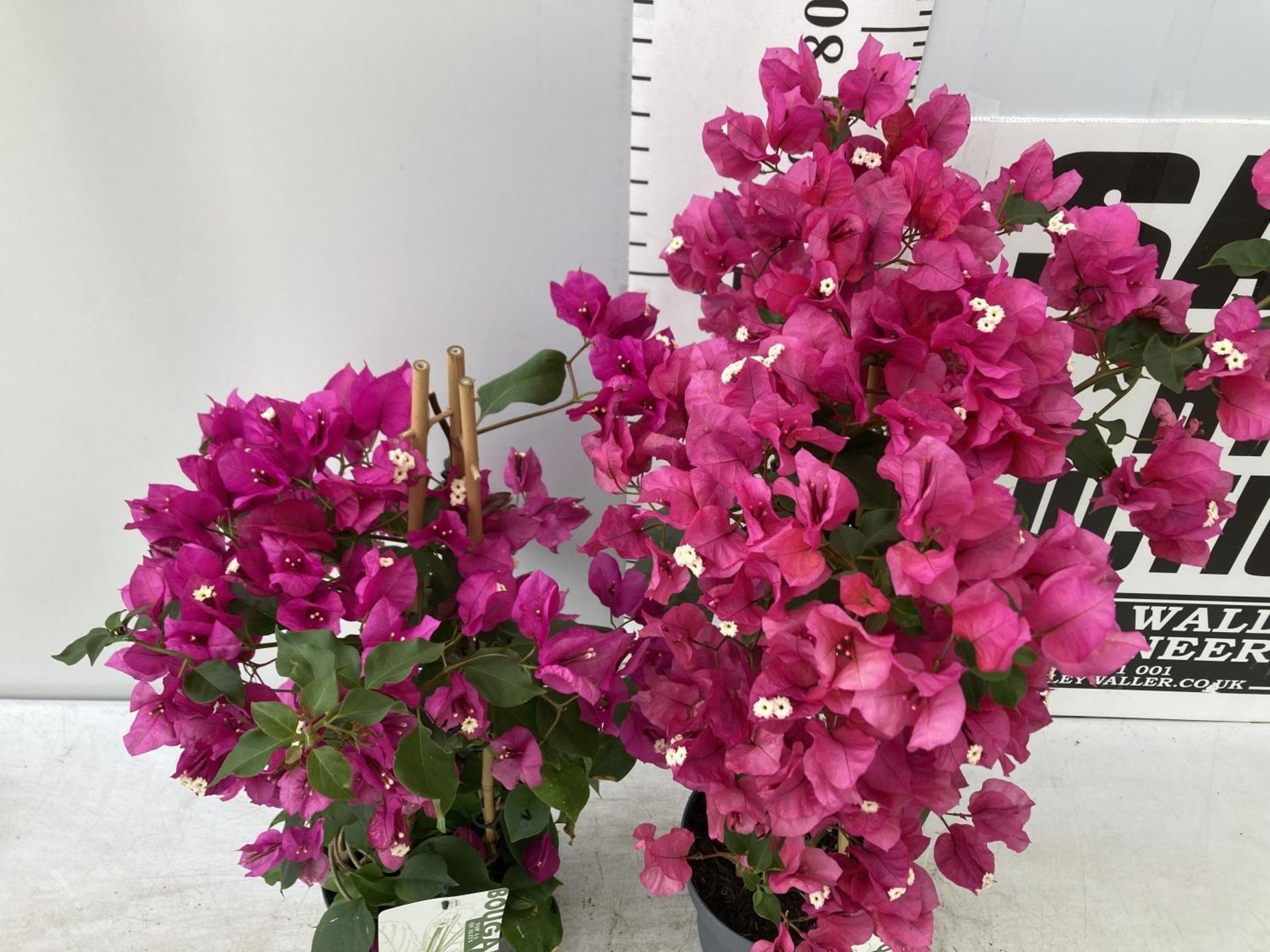 TWO BOUGAINVILLEA SANDERINA PINK ON A PYRAMID FRAME, 3 LTR POTS HEIGHT 60-80CM. PATIO READY TO BE - Image 4 of 8