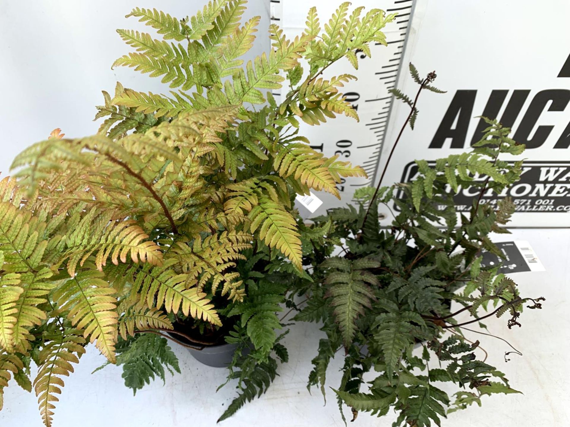 TWO LARGE ELEGRASS FERNS POLYSTICHUM AND ANISOCAMPIUM SHEARERI IN 3 LTR POTS 30-60CM TALL TO BE SOLD - Image 3 of 12