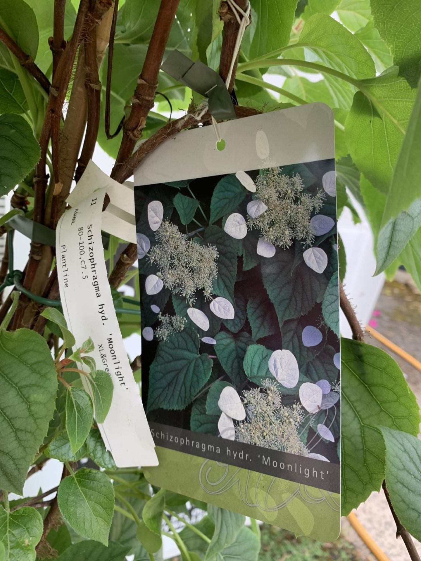 A SCHIZOPHRAGMA HYDRANGEA 'MOONLIGHT' IN A 7.5 LTR POT 130CM IN HEIGHT PLUS VAT - Image 8 of 14