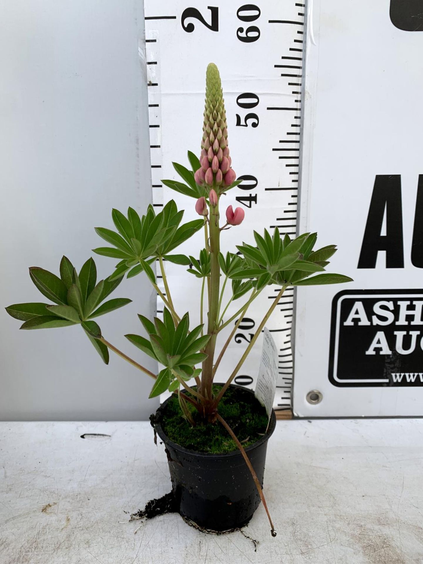 EIGHT LUPIN RUSSELLS IN MIXED COLOURS IN 1 LTR POTS APPROX 40-50CM IN HEIGHT PLUS VAT TO BE SOLD FOR - Image 9 of 9