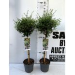 TWO LIGUSTRUM DELAVAYANUM STANDARD TREES APPROX 100CM IN HEIGHT IN 3LTR POTS PLUS VAT TO BE SOLD FOR