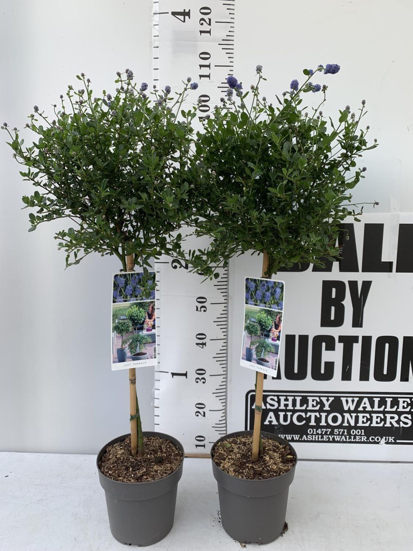 TWO CEANOTHUS IMPRESSUS STANDARD TREES 'VICTORIA' IN FLOWER APPROX 110CM IN HEIGHT IN 3LTR POTS PLUS - Image 2 of 10