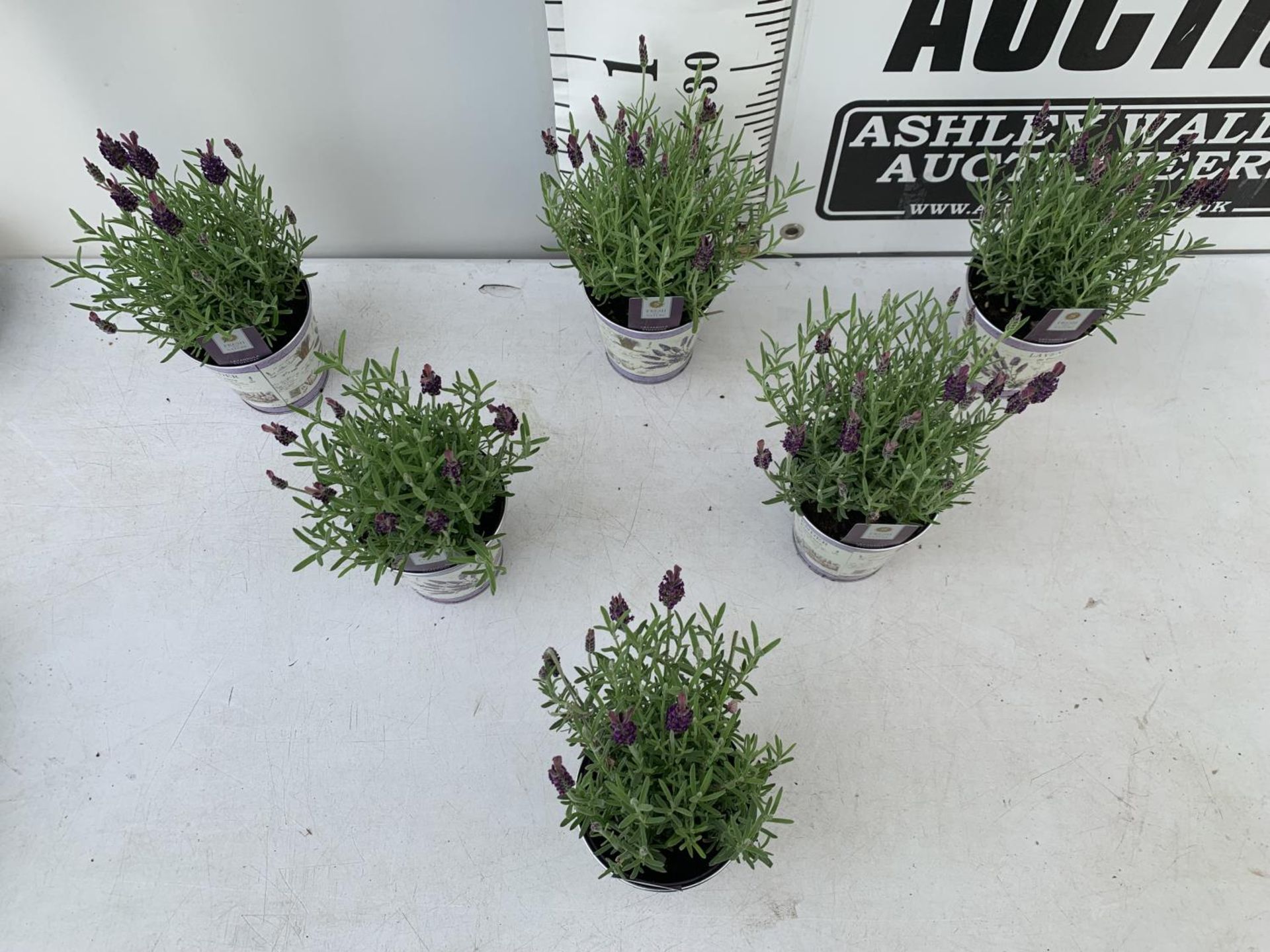 SIX LAVENDULA LAVENDER ST ANOUK COLLECTION IN DECORATIVE METAL POTS TO BE SOLD FOR THE SIX NO VAT - Image 3 of 10