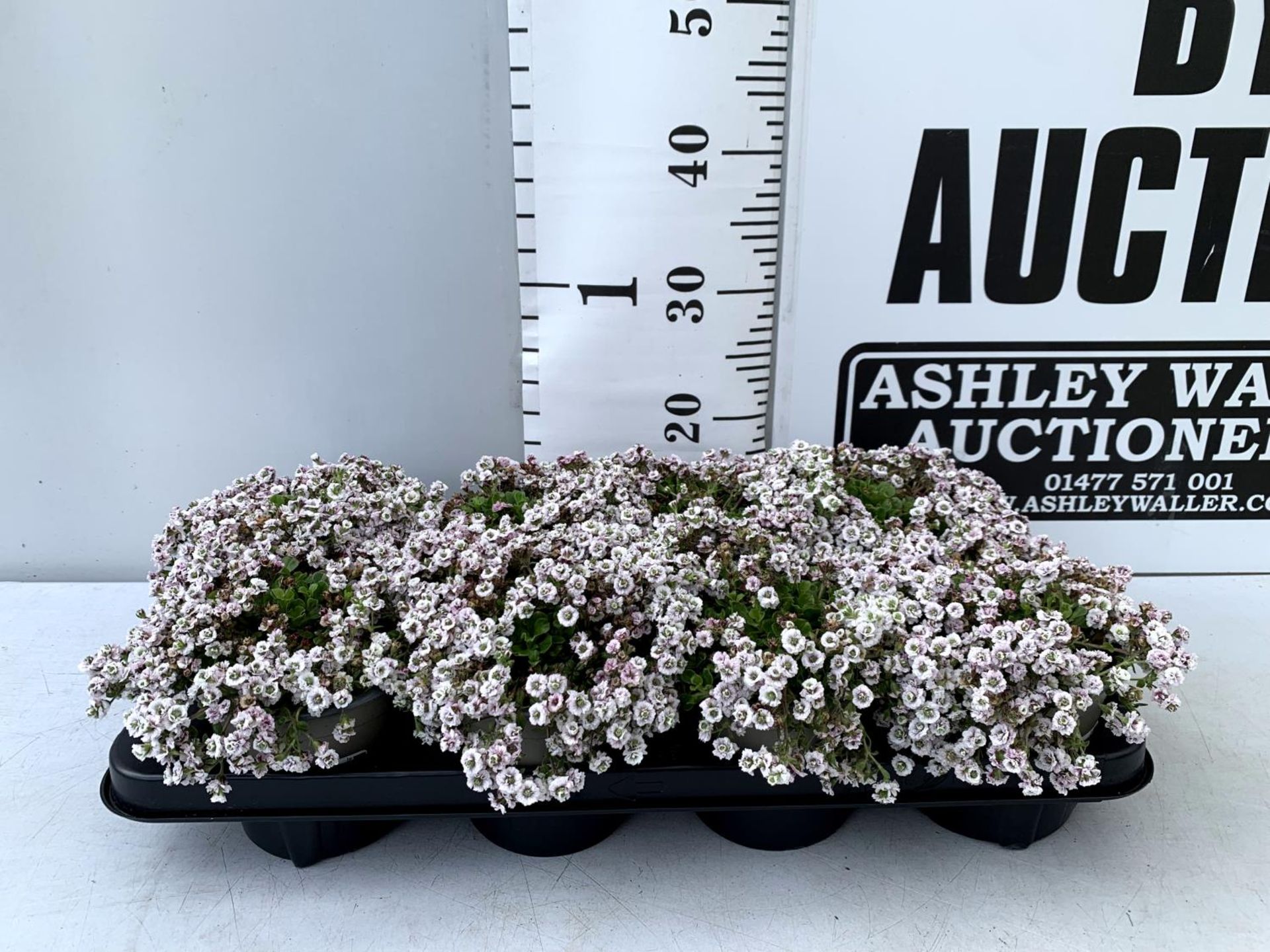 EIGHT GYPSOPHILA CERASTIOIDES PLENA WHITE IN 1 LTR POTS APPROX 20CM IN HEIGHT PLUS VAT TO BE SOLD